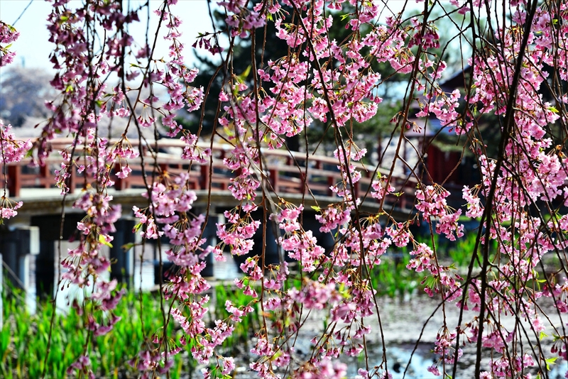 1016_猿賀公園_青森