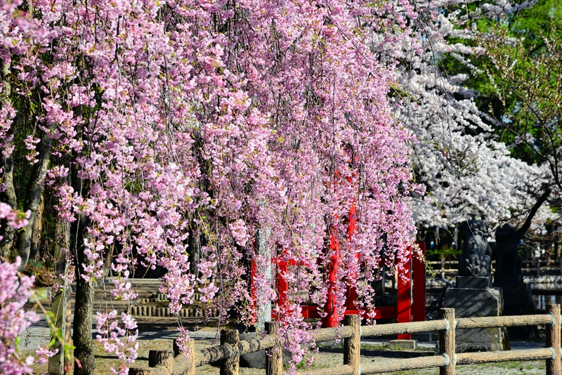 1017_猿賀公園_青森