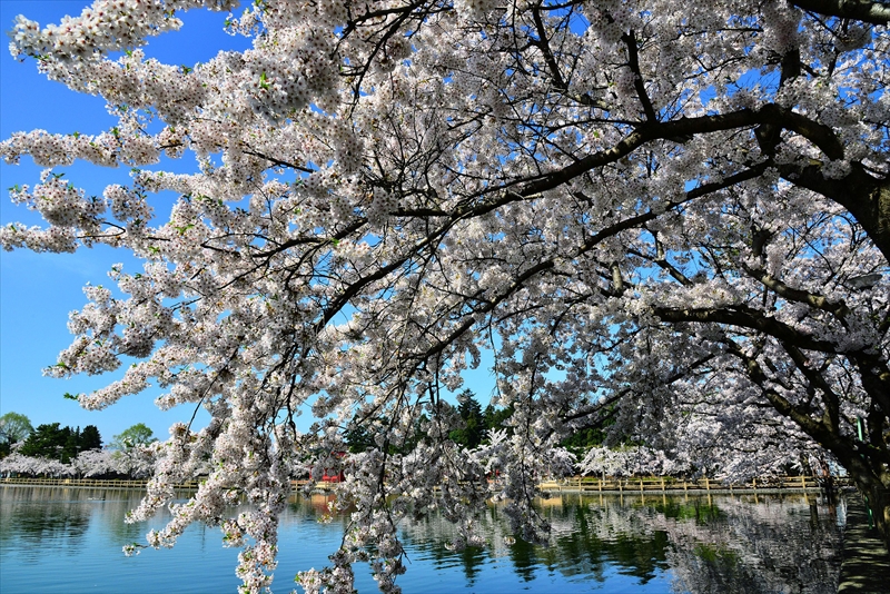 1039_猿賀公園_青森