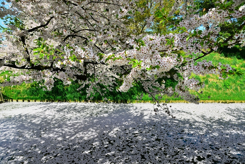 1039_弘前公園_青森