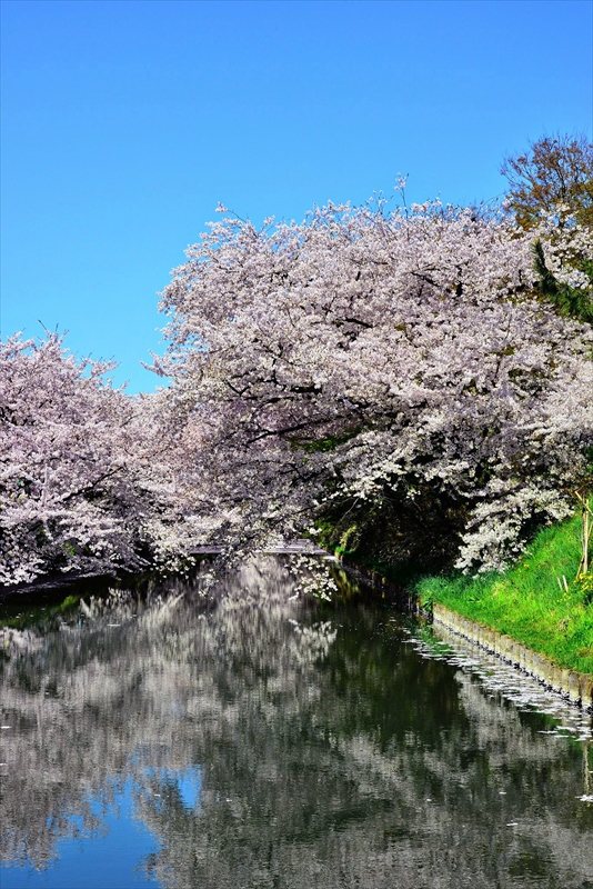 1040_弘前公園_青森