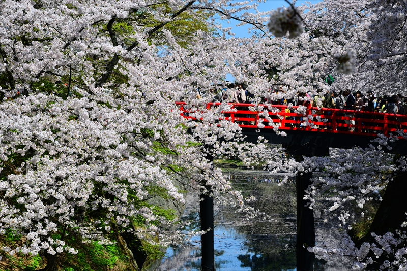 1042_弘前公園_青森