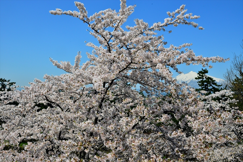 1045_弘前公園_青森
