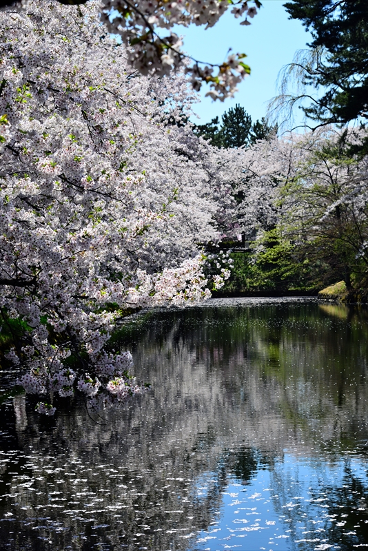 1054_弘前公園_青森