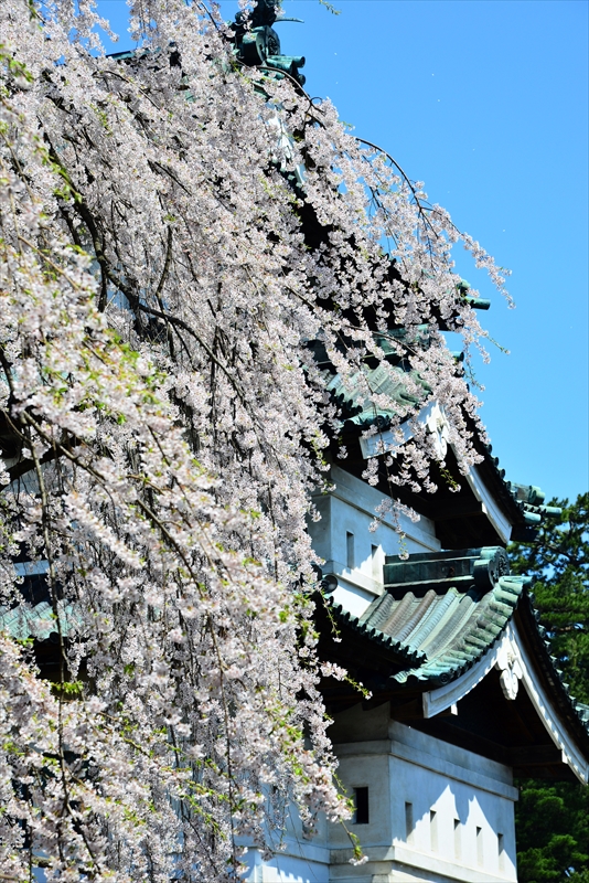 1055_弘前公園_青森