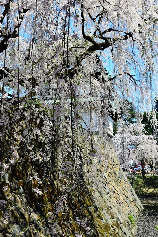 1056_弘前公園_青森