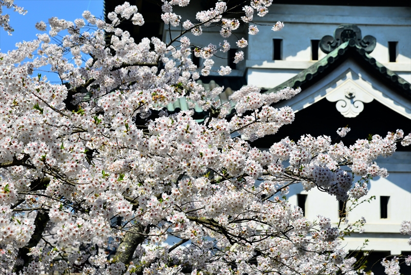 1059_弘前公園_青森