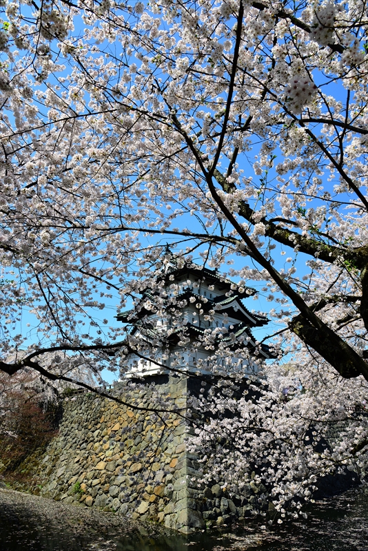 1061_弘前公園_青森