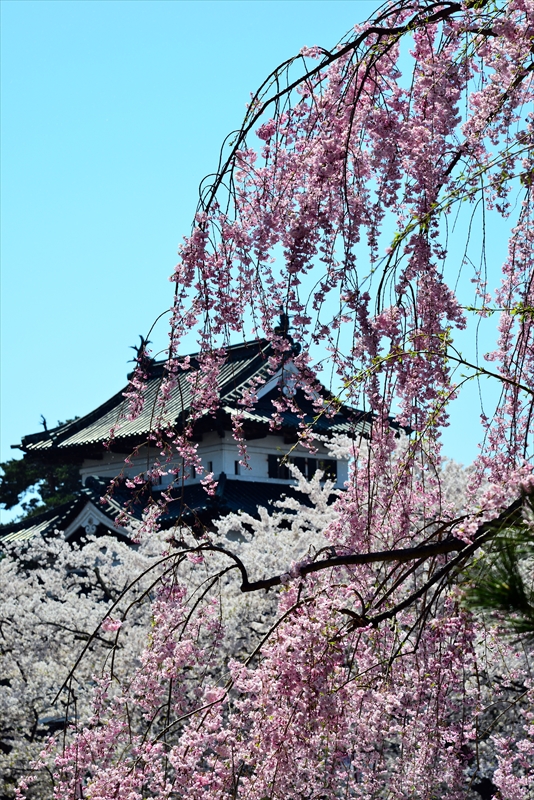 1062_弘前公園_青森