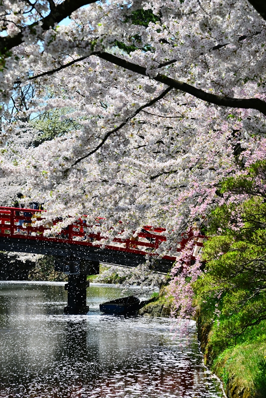 1063_弘前公園_青森