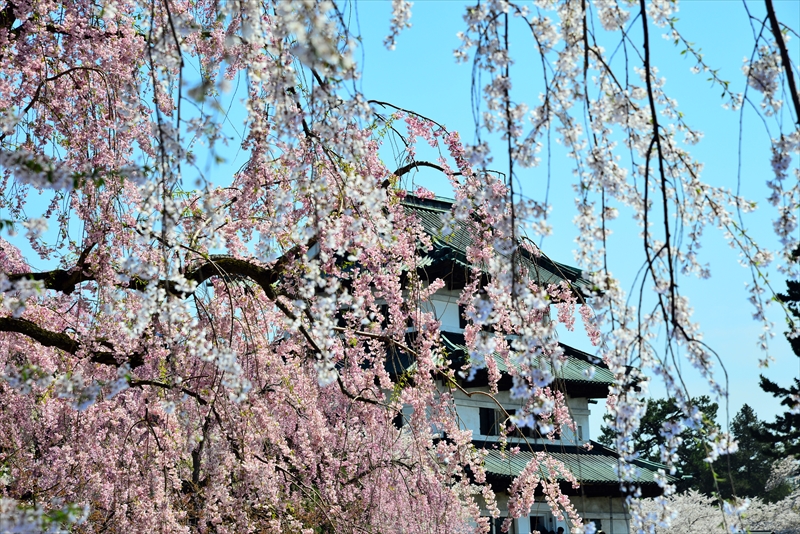 1064_弘前公園_青森