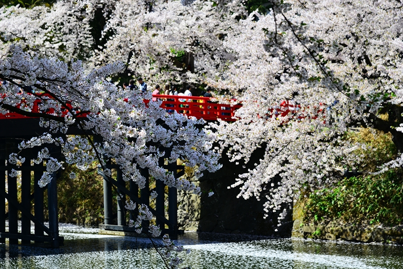 1069_弘前公園_青森