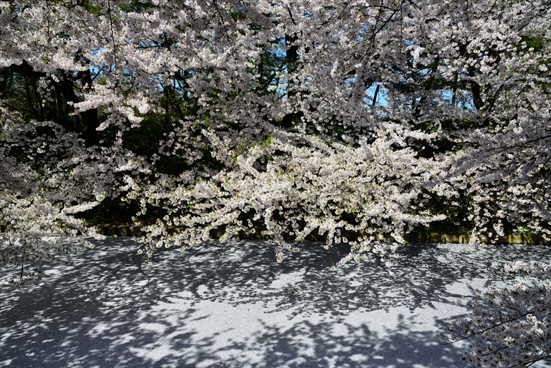 1070_弘前公園_青森