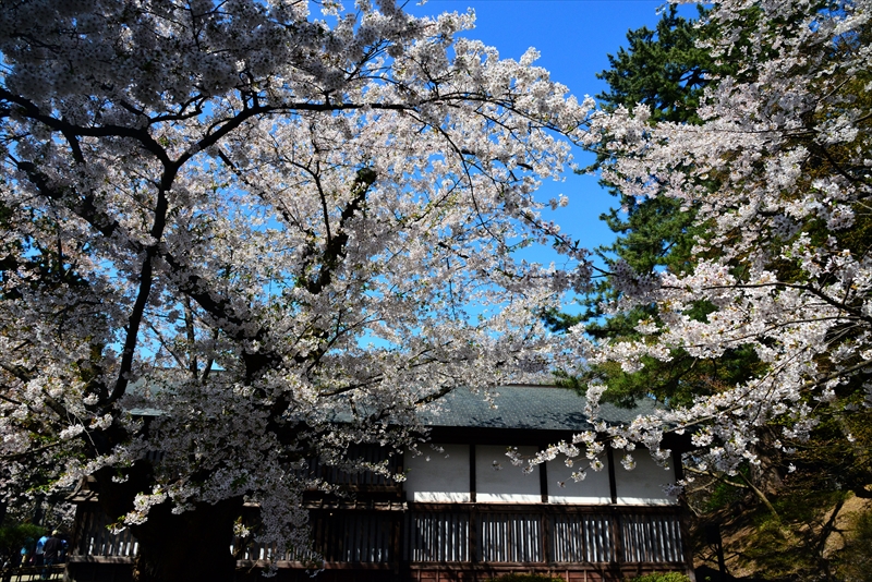 1076_弘前公園_青森