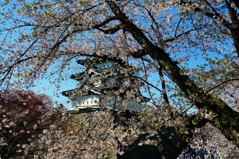 1077_弘前公園_青森