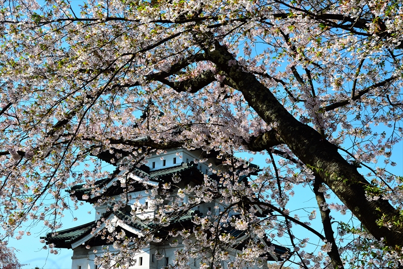 1078_弘前公園_青森