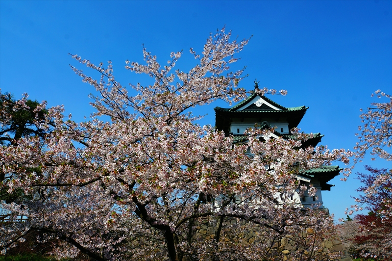 1079_弘前公園_青森