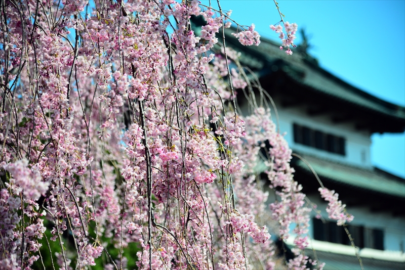 1081_弘前公園_青森