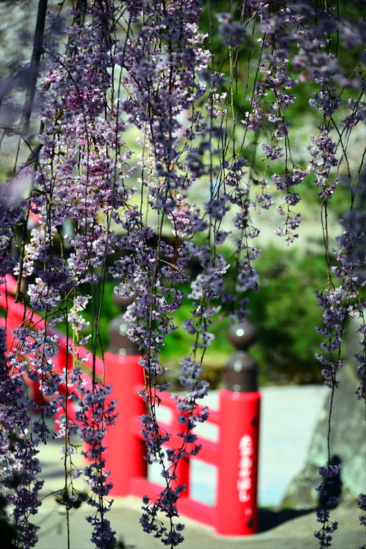 1083_弘前公園_青森