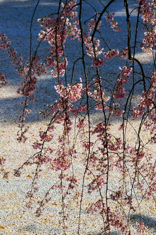 1084_弘前公園_青森