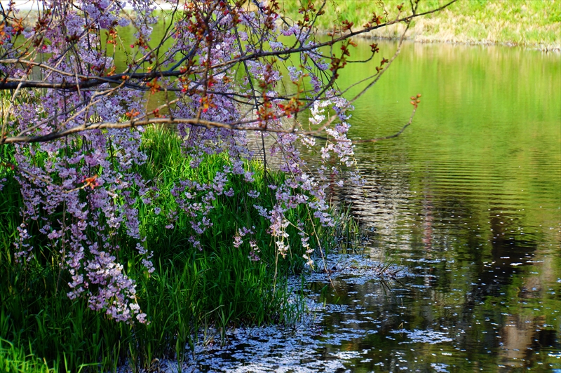 1086_弘前公園_青森