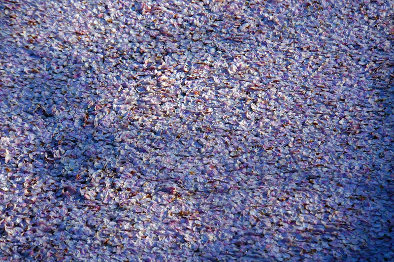 1088_弘前公園_青森