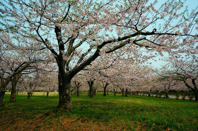 1298_芦野公園_青森