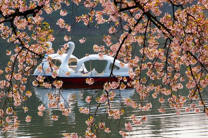 1305_芦野公園_青森