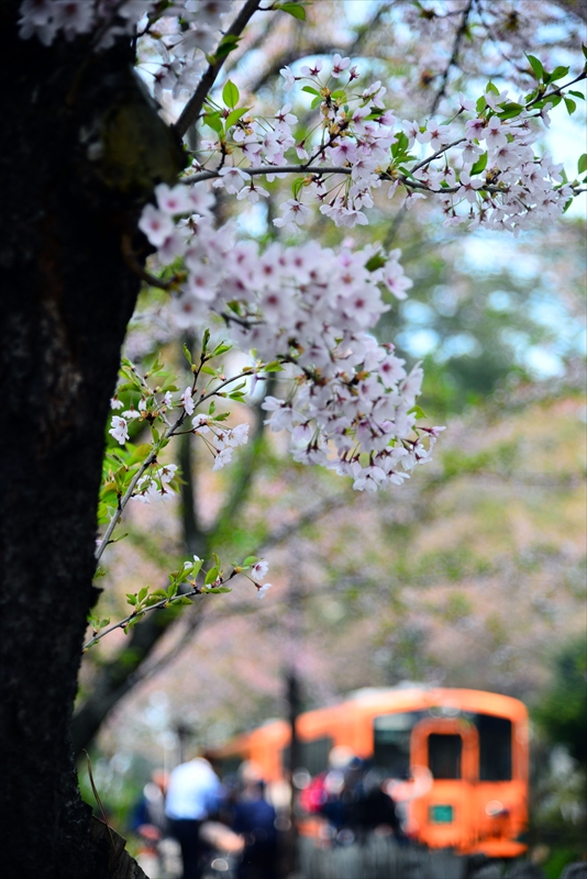 1312_芦野公園_青森