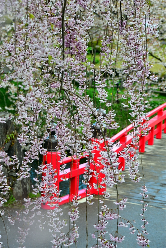 1094_弘前公園_青森