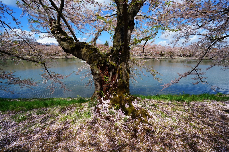 1098_弘前公園_青森