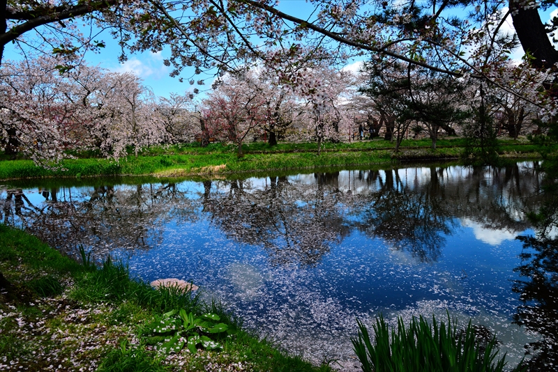 1099_弘前公園_青森