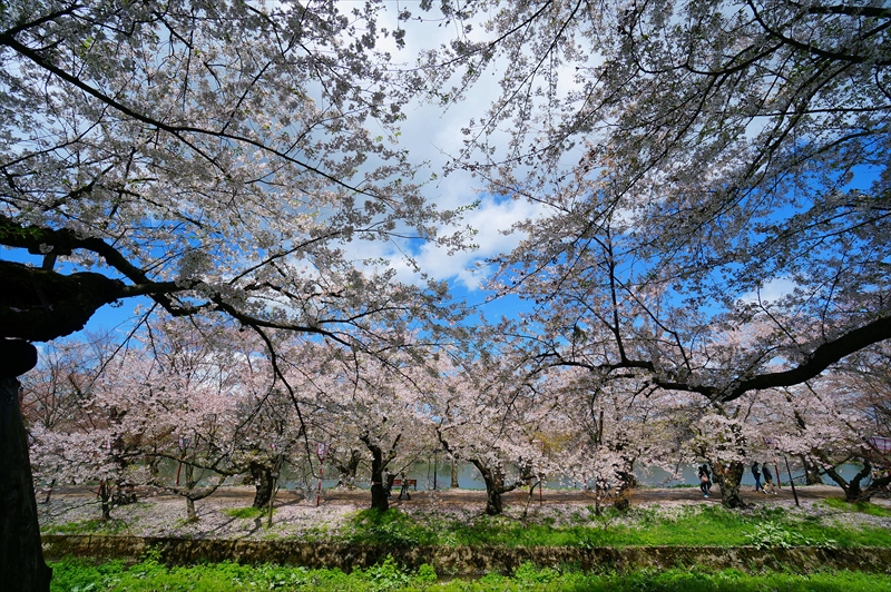1101_弘前公園_青森