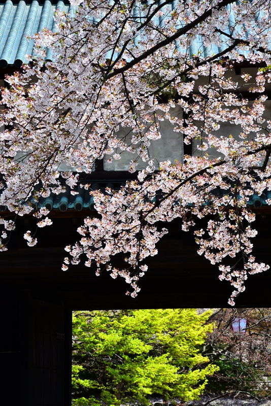 1105_弘前公園_青森