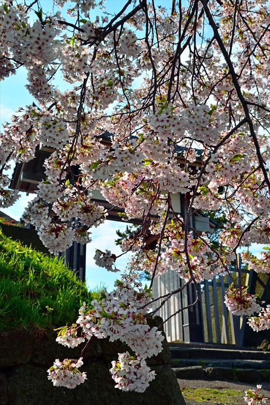 1010_松前城_北海道