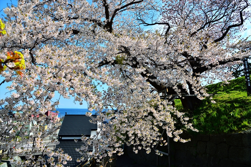 1011_松前城_北海道