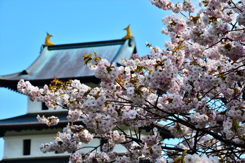 1013_松前城_北海道