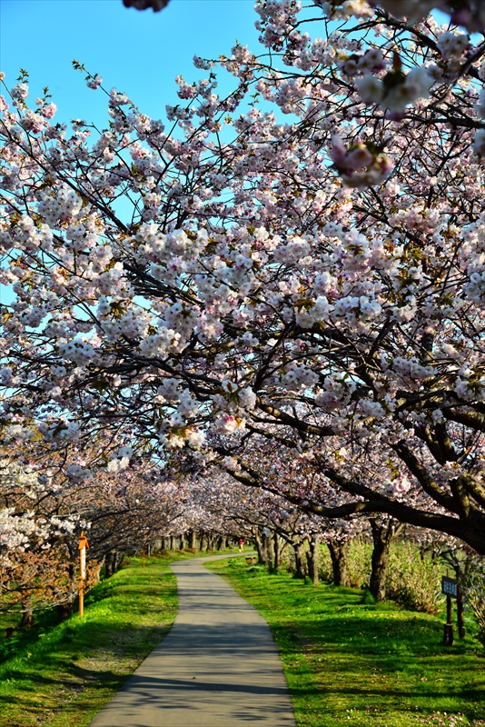 1016_松前城_北海道