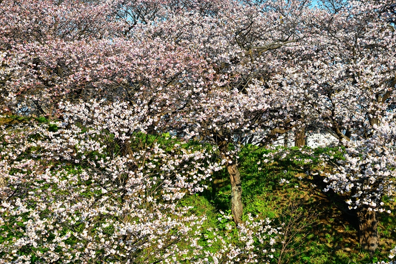 1017_松前城_北海道