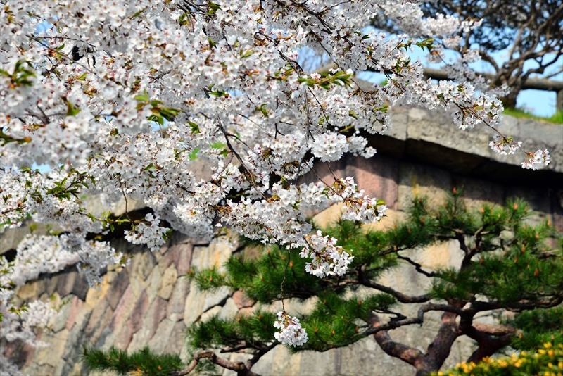 1061_函館五稜郭公園_北海道