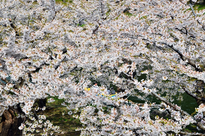 1062_函館五稜郭公園_北海道