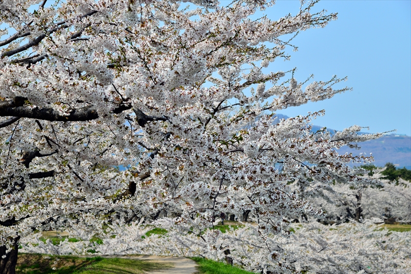 1063_函館五稜郭公園_北海道