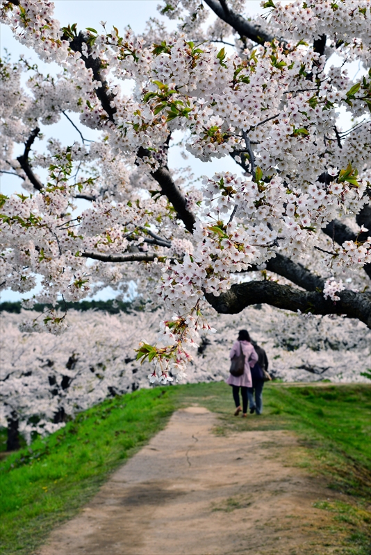 1066_函館五稜郭公園_北海道