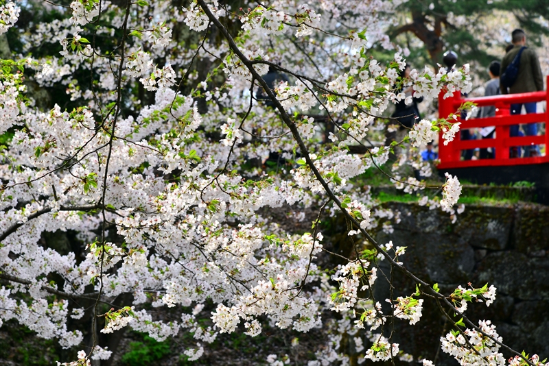1117_弘前公園_青森