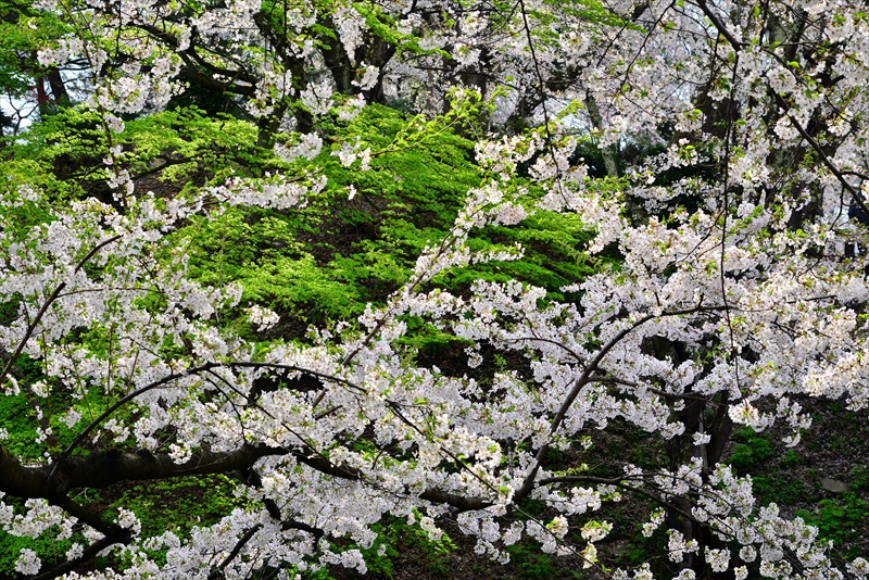 1118_弘前公園_青森