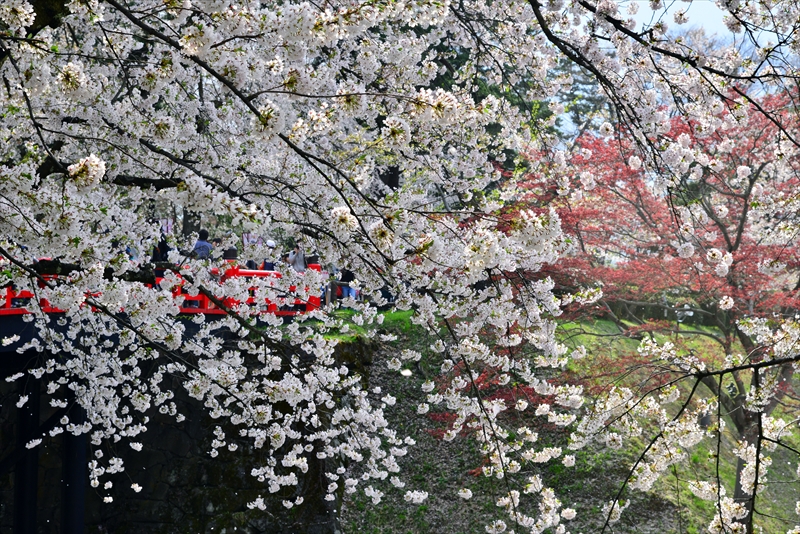 1120_弘前公園_青森