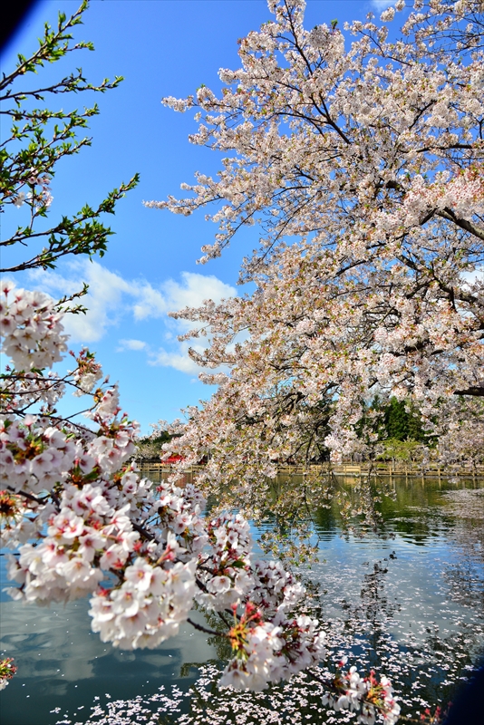 1051_猿賀公園_青森