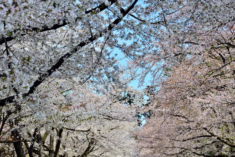 1121_弘前公園_青森