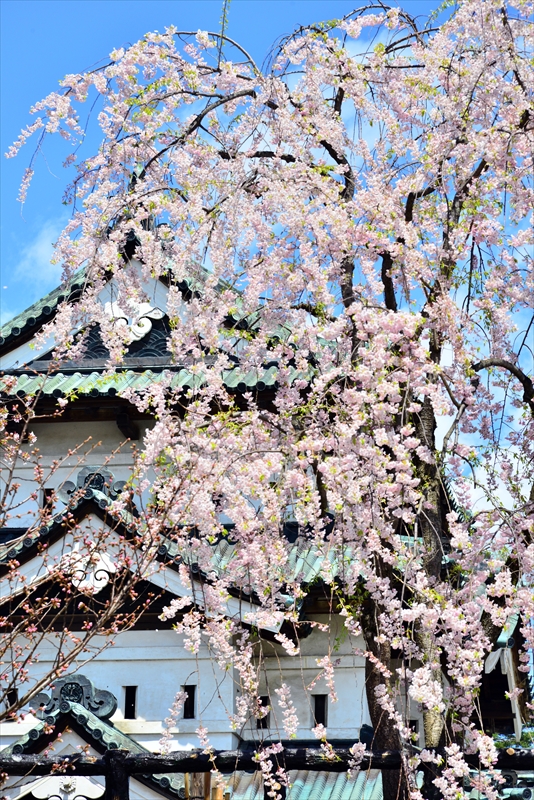 1128_弘前公園_青森
