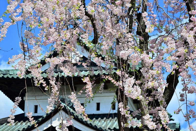 1129_弘前公園_青森